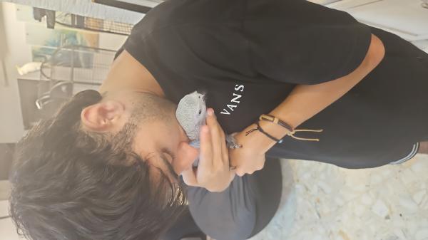 תוכי גאקו גוזל גמול האכלת