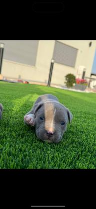 גורי בלו נאוז גיזעיים ברמה