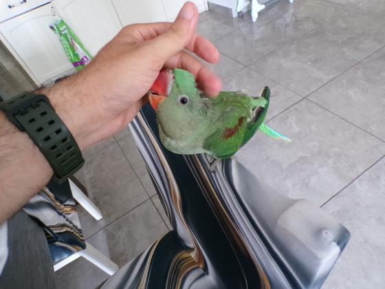 תוכי אלכסנדרין זכר בן 5