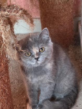 גורות בריטי בגיל 3 חודש