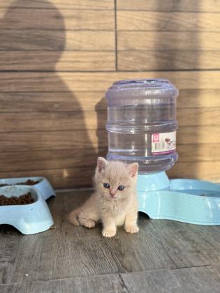 עיניים כחולות, פרווה רכה ואופי