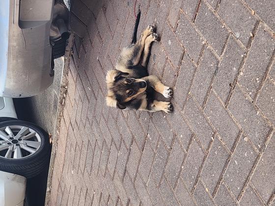 מעורבת קווקזי עם בורדר קולי