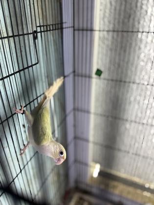 גרינציקים במבחר מופעיםמחיר לפי מופע