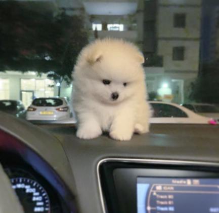 גורי פומרניין קטנים מאוד ימסרו