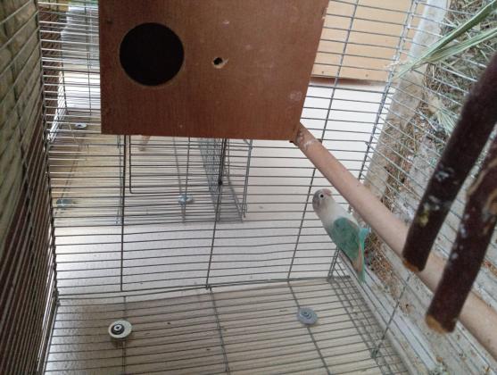 למכירה זוג פרסונטה יפים ופישר