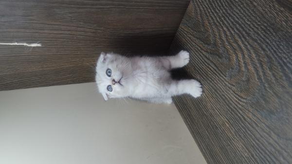 גורים סקוטיים גזעיים, מקסימים ויפיפיים