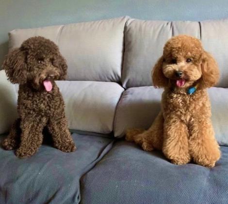 גורי פודל טוי מהממים צבע