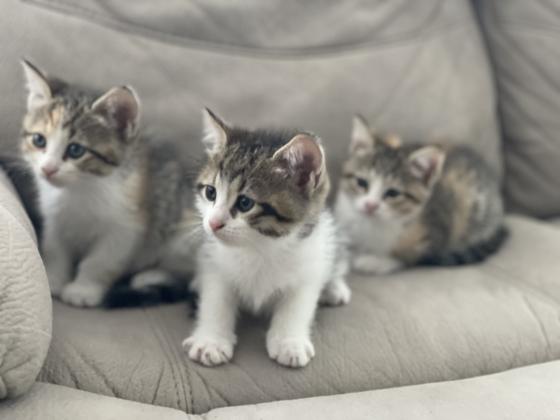 חמש לבבות קטנים מחפשים בית