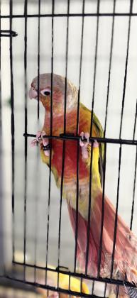 גרינציקים במבחר מופעיםמחיר לפי מופע