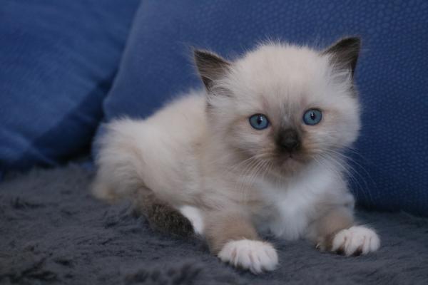 גור רגדול זכר בן חודש ,יפיוף