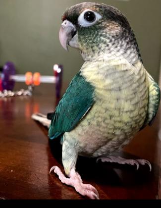 הגוזלים הכי מתוקים הגיעו