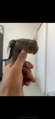 האכלת יד רמה לא נושכים