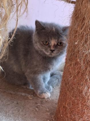 גורות בריטי בגיל 4 חודש מוכנות לבית חדש