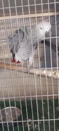 זוג ג'קו הנקבה אצלי מלפני