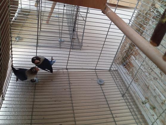 למכירה זוג פרסונטה יפים ופישר