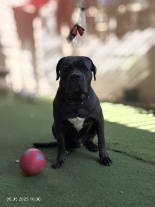 כלב מרשים ויפה עם תעודות