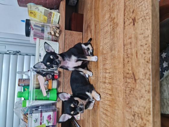 גורי ציוואווה בני חודשיים וחצי