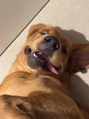 אך ורק למשפחה טובה ועל רמה