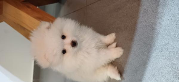 גור בן חודשיים לאחר חיסונים