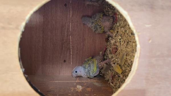 גוזלי סן מטובעים 2025, בריאים,