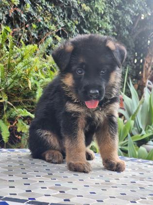 גורי רועה גרמני מהממים לאחר