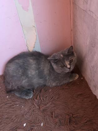 גורות בריטי בגיל 4 חודש מוכנות לבית חדש