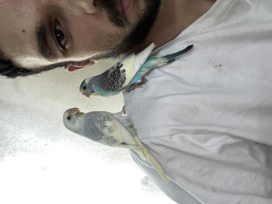 בס״ד תוכון האכלת יד תוכונים