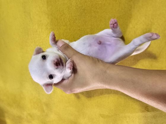 גורי ציוואוואה קטנים וחמודיםבני 3