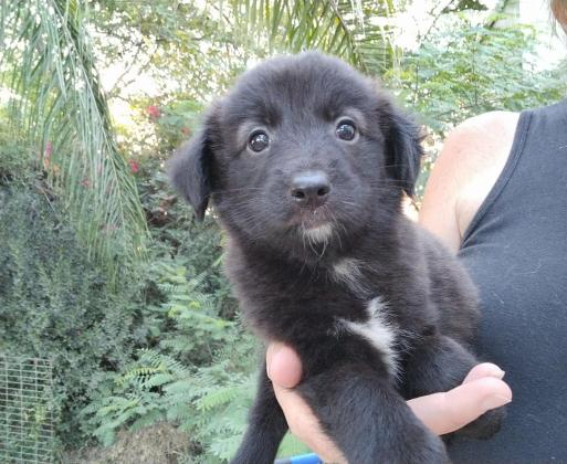 בורדר קולי, בני חודש וחצי,