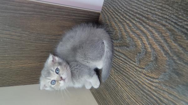 גורים סקוטיים גזעיים, מקסימים ויפיפיים