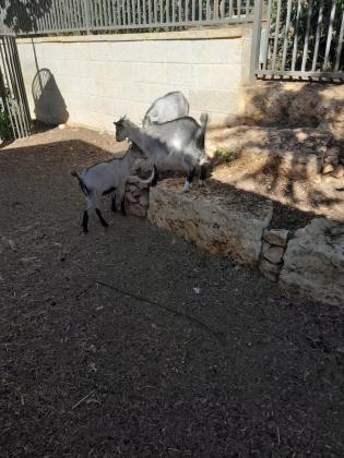 גדיות עז ננסיות למכירה