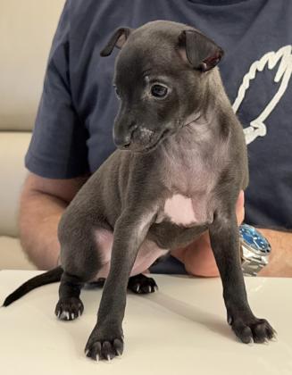 גורה גזעית של גרייהאונד איטלקי,