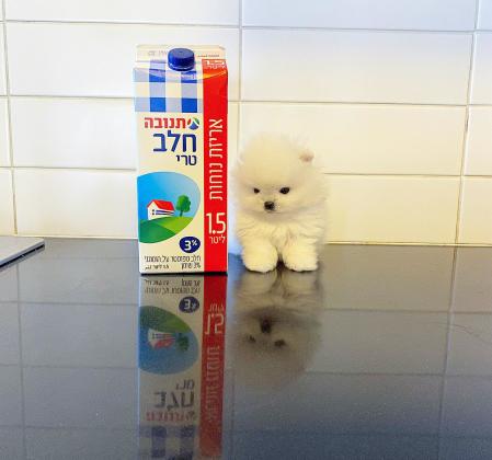 גורי פומרניין קטנים מאוד ימסרו