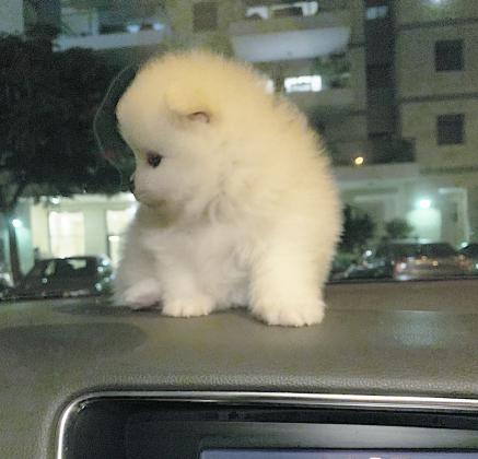 גורי פומרניין קטנים מאוד ימסרו