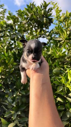 זכר צ׳יוואווה ננסי צבע טריקולור