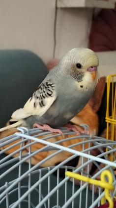 זוג תוכונים אוסטרלים (הזכר אוסטרלי