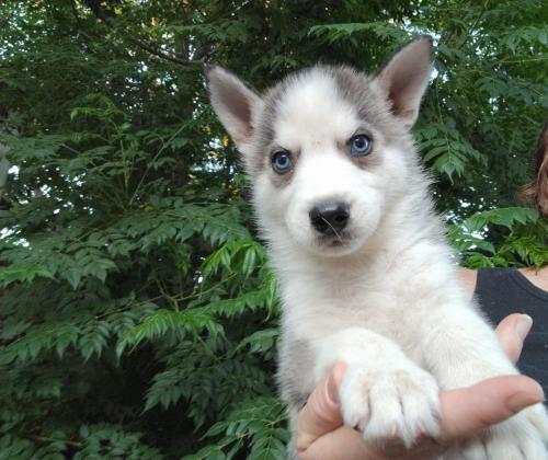 האסקי סיבירי בני חודשיים, לאחר