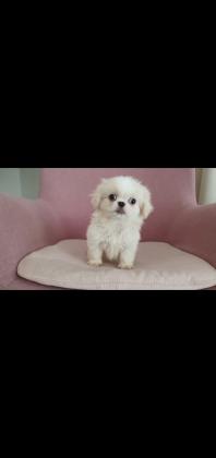 פקינזים גזעיים ראש אריה