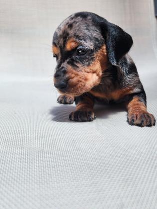 גורי תחש לאחר חיסון ראשון תילוע ופנקס