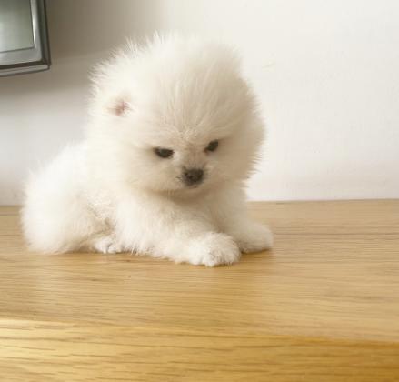 גורי פומרניין דובי קטנים מאוד