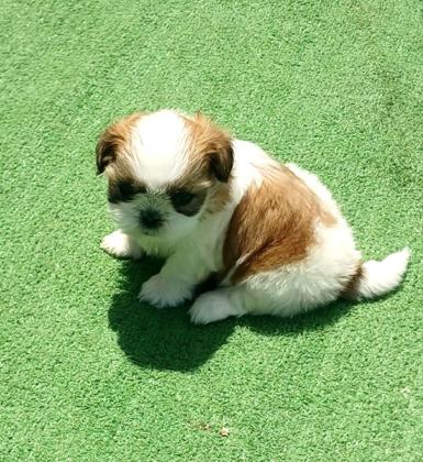 למכירה גורת שיצו מושלמת פנים