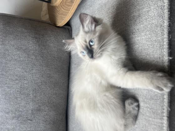 נשאר 1 נקבה ו2 זכרים נולדו 18