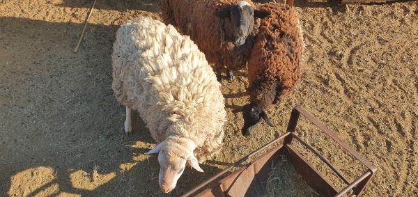 2 זכרים ונקבה