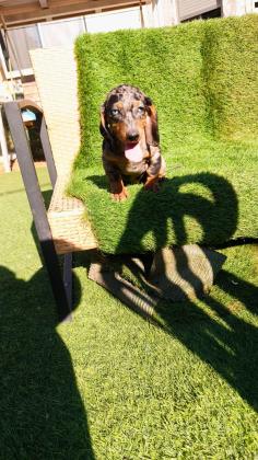 גור מהמם של תחש לאחר