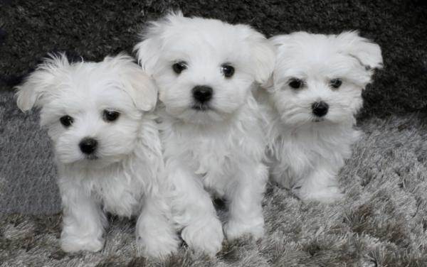 מלטז גזעי בני חודשיים מאוד