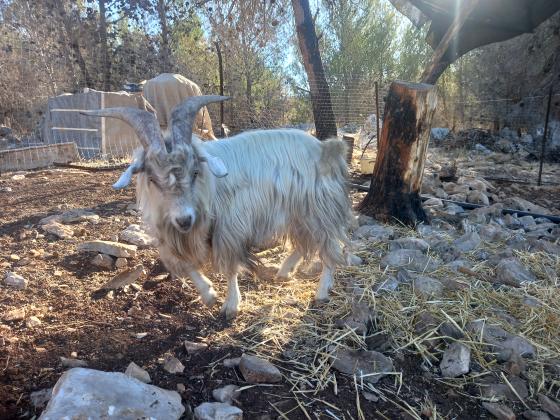 תיש ננסי בן כשנתיים וחצי