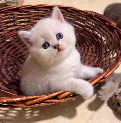 גורים בריטים בגיל שתי חודשים