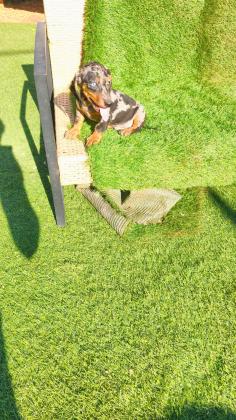 גור מהמם של תחש לאחר