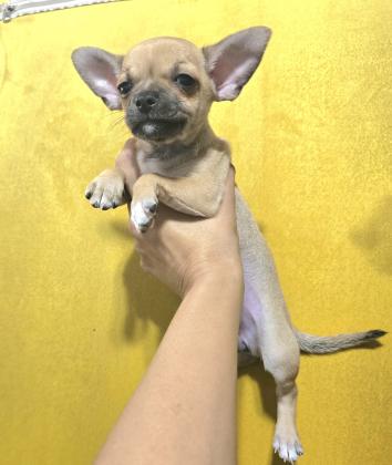 גורי ציוואוואה ננסיים קטנים ומתוקים