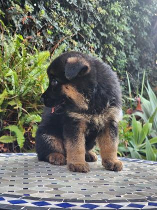 גורי רועה גרמני מהממים לאחר